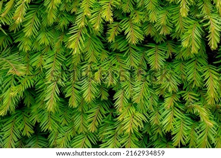 Selective focus young green leaves of English Yew with sunlight on the garden fence, Taxus baccata is a species of evergreen tree in the family Taxaceae, Greenery nature pattern texture background.