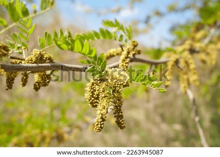 Selective focus young leaves of gleditsia triacanthos on the tree, The honey locust, also known as the honeylocust is a deciduous tree in the family Fabaceae, Nature greenery leaf pattern background.