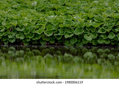 Selective focus of young leaves of Petasites hybridus growing along the pond, Commonly Butterbur is a herbaceous perennial flowering plant in the daisy family Asteraceae, Spring nature background.