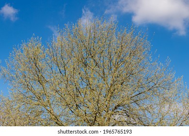 Silver Leaf Poplar Hd Stock Images Shutterstock