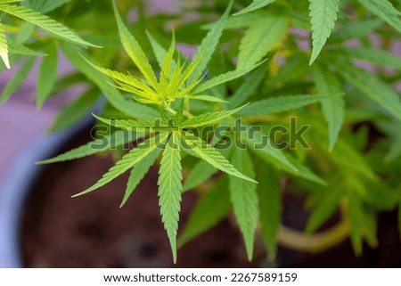 Selective focus young soft peak of Marijuana with green leaves in garden, Cannabis is a psychoactive drug from the Cannabis plant used primarily for medical or recreational purposes, Nature background