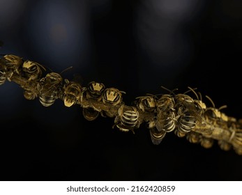 Selective Focus.A Group Of Lipotriches (sweat Bees) Resting On A Tree Branch