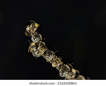 Selective Focus.A Group Of Lipotriches (sweat Bees) Resting On A Tree Branch