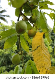 Sarawak Fruit Images, Stock Photos u0026 Vectors  Shutterstock