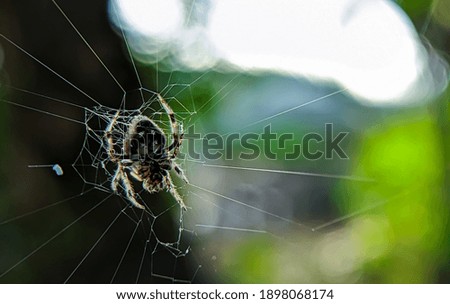 Selective focus.Darwin's bark spider on a webs with blur background.Darwin's bark spider is an orb-weaver spider that produces the largest known orb webs.Shot were noise and film grain.