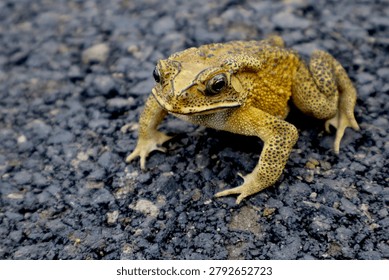 Selective focused of Asian Common Toad Amphibian on Dark Pavement Background.