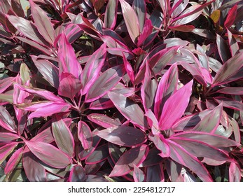 selective focused Cordyline fruticosa in the garden - Shutterstock ID 2254812717