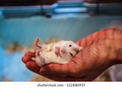 1000 Winter White Hamster Pictures Royalty Free Images Stock