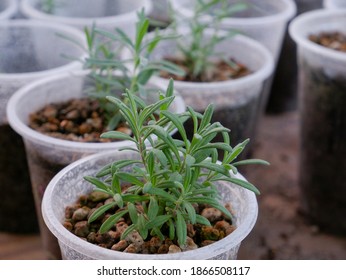 Selective focused image of Lavender Seedling, or Lavandula Angustifolia young plant  - Shutterstock ID 1866508117