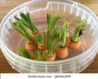 Selective Focused Photo Of Carrot Tops In Water In Plastic Container Concept Of Propagating Vegetable Indoor Easy Way With Just Water