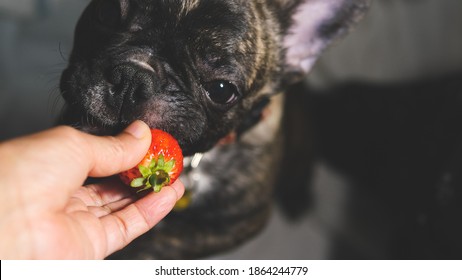 can maltese eat strawberries