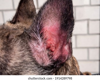 Selective focused photo of Otitis externa symptom in French bulldog , dog  health concept 