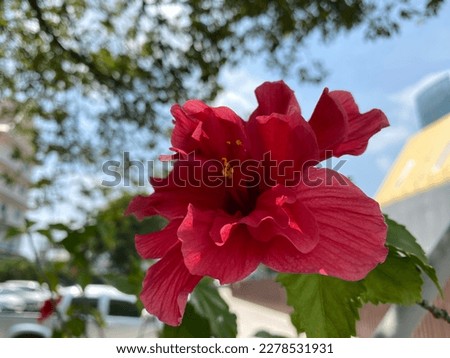 Selective focused photo of red Amaryllis flowers isolated on white background with space for runaround or wraparound text concept of love and romance