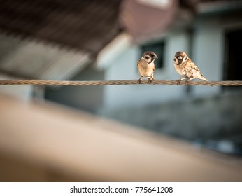 Flying Garden Birds High Res Stock Images Shutterstock