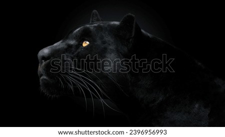 Selective image of black panther or jaguar in the forest with blurred background 