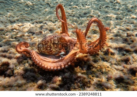 selective image of common octopus 