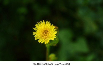 selective image of a Common sowthistle (Sonchus oleraceus) flowers  also known as sow thistle, smooth sow thistle, and other names