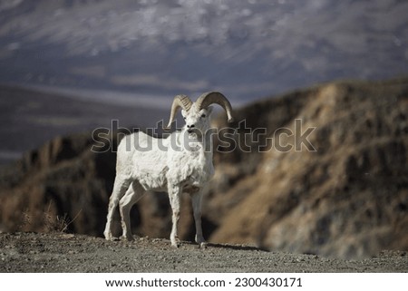 selective image of Dall sheep stand alone at rocky mountain over  blur background