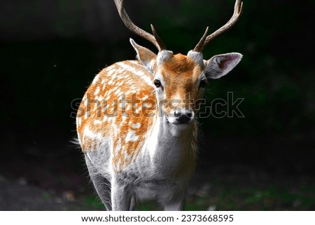 selective image of Formosan sika deer looking to camera during night