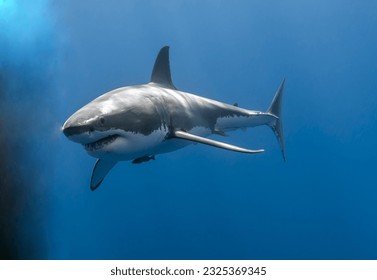 imagen selectiva del gran tiburón blanco con fondo azul