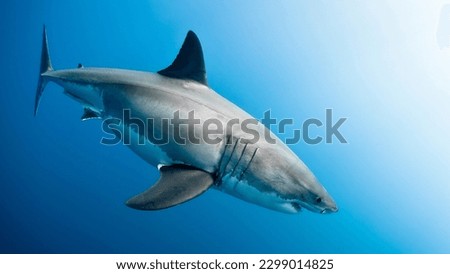 selective image of Great white shark with blue background