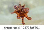 selective image of Greater blue-ringed octopus under deep water