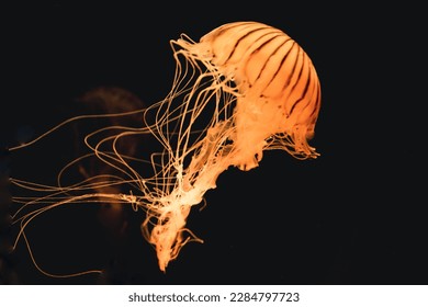 selective image of jellyfish isolated on black background