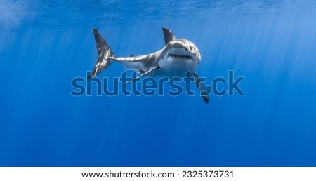 selective image of Whale shark mouth head on