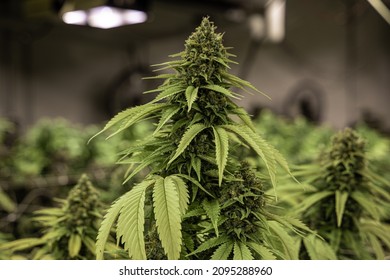 A Selective Of Indoor Cannabis Farm