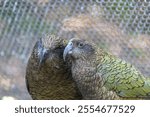 A selective of kea (Nestor notabilis) birds