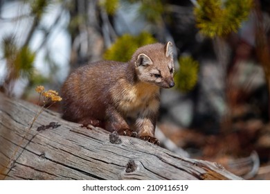 A selective of a marten in the Yellowstone National Park