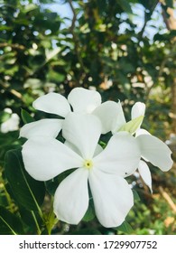 Selective Photo Of Cora White Vinca Flowers.