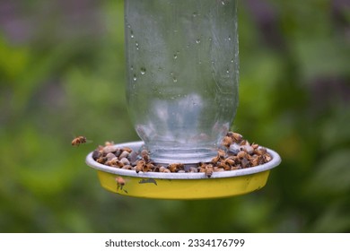 A selective of a pile of bees consuming sugar consuming sugar water on a feeder