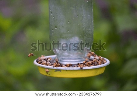 A selective of a pile of bees consuming sugar consuming sugar water on a feeder