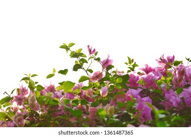 In selective pink bougainvillea flower blossom with leaves branches top view on white isolated background 