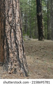 A Selective Of A Ponderosa Pine Tree