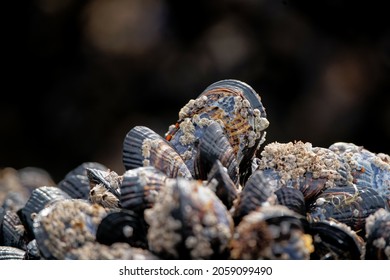 /image-photo/set-common-cockle