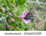 A selective shot of Pipevine Swallowtail (Battus philenor) on a purple flower in the garden