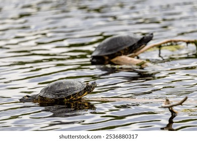 A selective shot of two small turtles resting on the branches in the water - Powered by Shutterstock