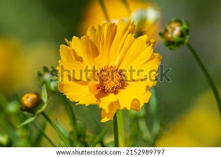 a selective shot of yellow lance leaf coreopsis