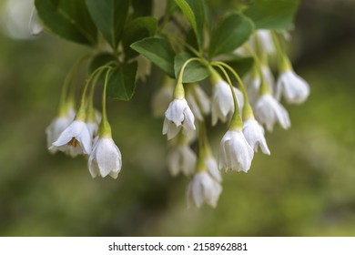 A Selective Of Snowbell Flowers