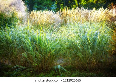Selective soft focus of beach dry grass, reeds, stalks blowing in the wind at golden sunset light, horizontal, blurred sea on background, copy space Nature, summer, grass concept.