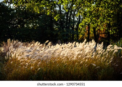 Selective soft focus of beach dry grass, reeds, stalks blowing in the wind at golden sunset light, horizontal, blurred sea on background, copy space Nature, summer, grass concept.
