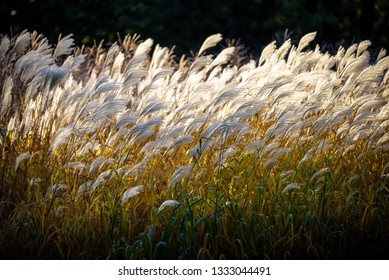 Selective soft focus of beach dry grass, reeds, stalks blowing in the wind at golden sunset light, horizontal, blurred sea on background, copy space Nature, summer, grass concept.