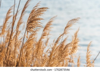 Selective soft focus of beach dry grass, stalks blowing in the wind at golden sunset light, horizontal, blurred sea on background, copy space,  Nature, summer, grass concept.