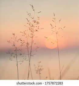 Selective soft focus of beach dry grass, reeds, stalks at pastel sunset light, blurred sea on background. Nature, summer. - Powered by Shutterstock