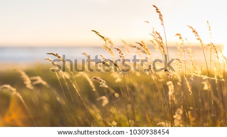 Selective soft focus of beach dry grass, reeds, stalks blowing in the wind at golden sunset light, horizontal, blurred sea on background, copy space/ Nature, summer, grass concept