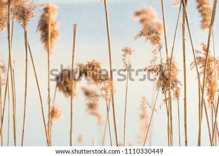 Selective soft focus of beach dry grass, reeds, stalks blowing in the wind at golden sunset light, horizontal, blurred sea on background, copy space/ Nature, summer, grass concept