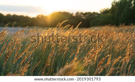 Selective soft focus of beach dry grass, reeds, sedge stalks blowing on the wind at golden sunset light. Nature background. Summer landscape, breeze concept