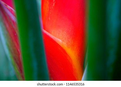 Selective soft focus close up Colored leaf with blurry colored leaf background.